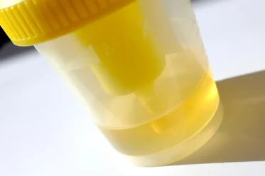 best synthetic urine