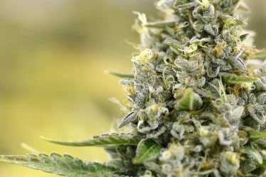 CBD Hemp Flowers: Natural Remedies for Stress and Anxiety