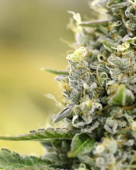 CBD Hemp Flowers: Natural Remedies for Stress and Anxiety