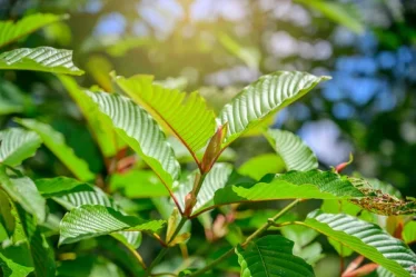 Fuel Your Passion: Top Kratom Picks for Long-Lasting Energy