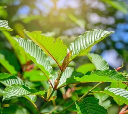 Fuel Your Passion: Top Kratom Picks for Long-Lasting Energy