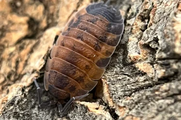 isopods and fish